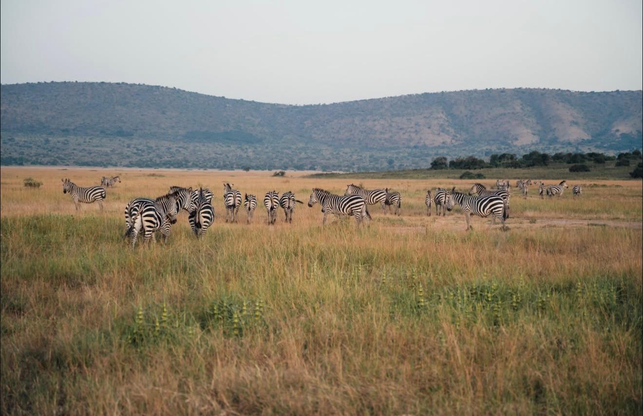 Mighty Tarangire, Ngorongoro Crater and Serengeti